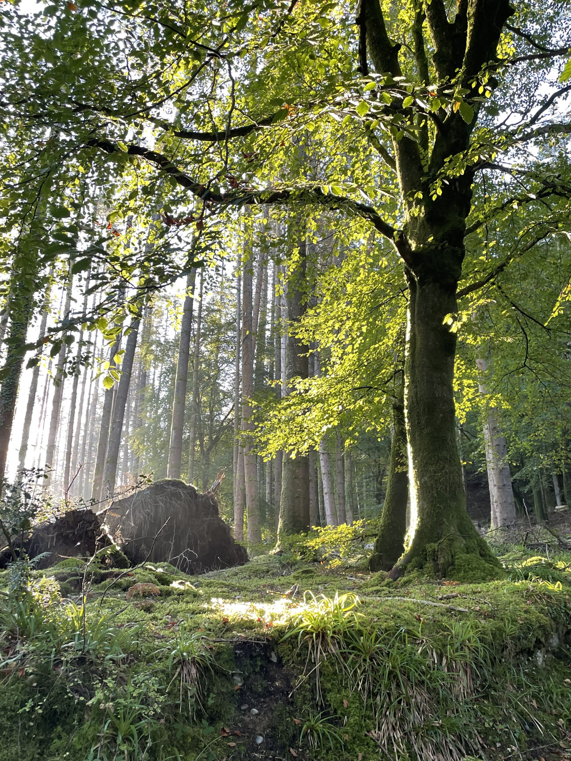 lighter forest scene
