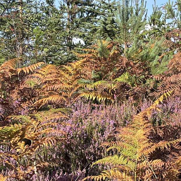 SianElls_Locations_Gwydir_Forest_02