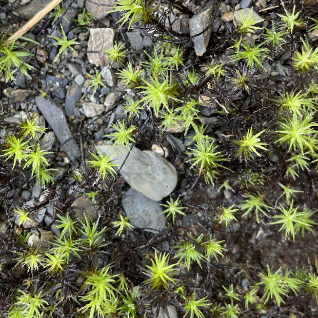 SianElls_Locations_Gwydir_Forest_03
